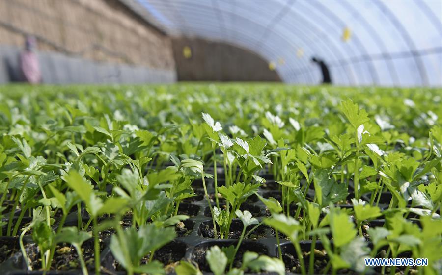 CHINA-NINGXIA-YINCHUAN-SPRING-FARMING (CN)