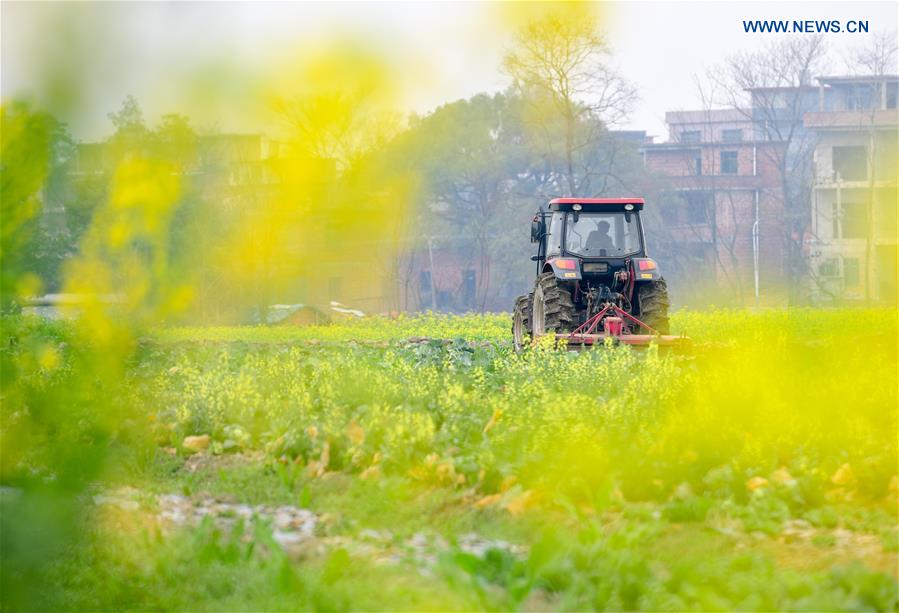 #CHINA-HUNAN-SPRING PLOUGHING(CN)