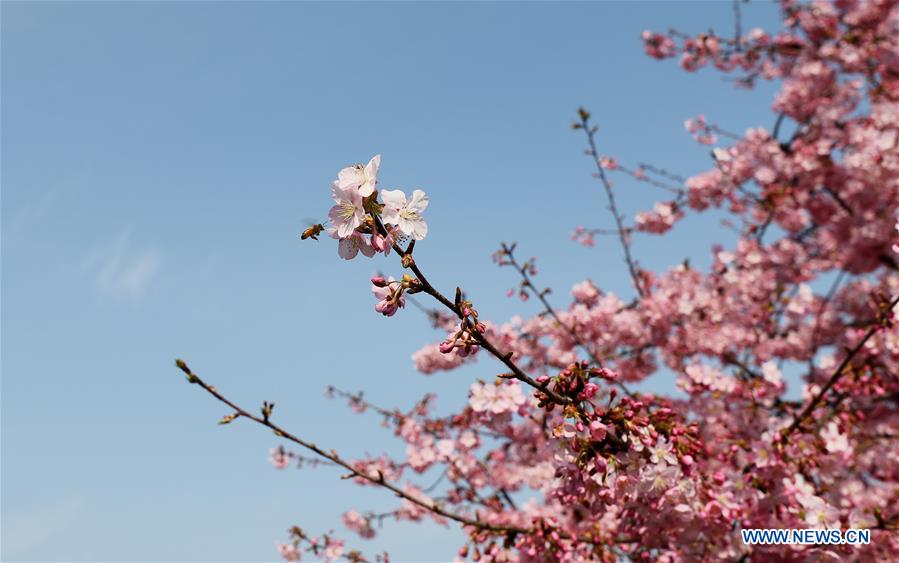 CHINA-SHANGHAI-CHERRY BLOSSOMS (CN)