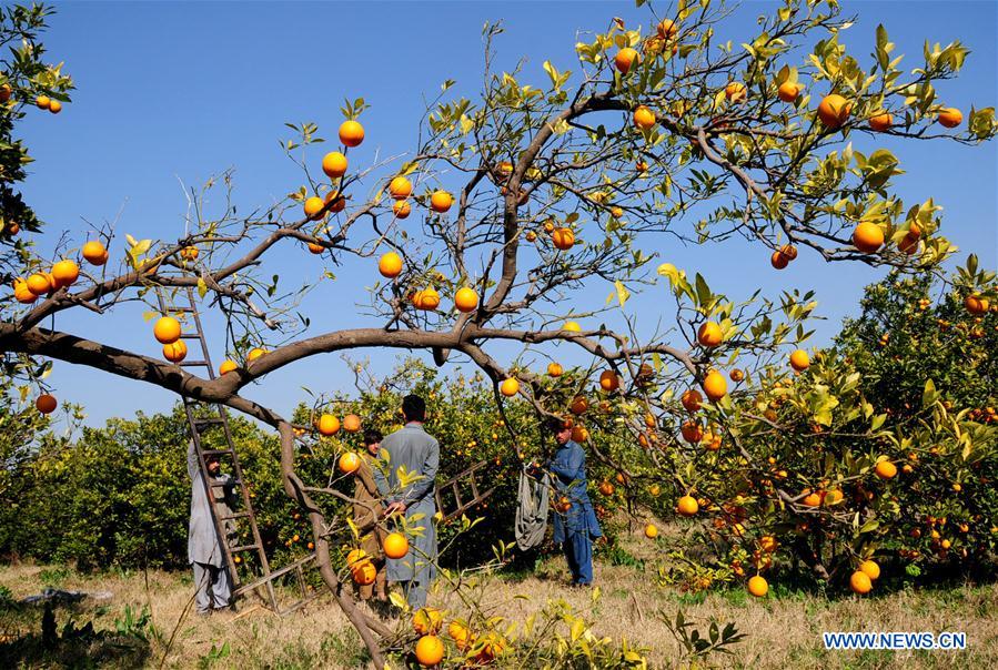 PAKISTAN-PESHAWAR-ORANGE-HARVEST