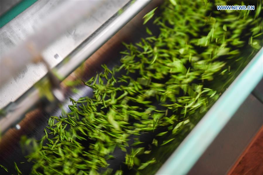 CHINA-ZHEJIANG-SPRING TEA-PICKING (CN)