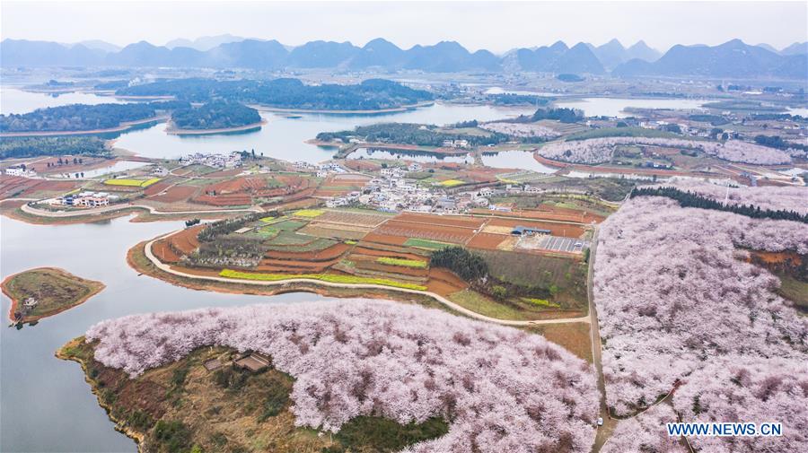 CHINA-GUIZHOU-GUIAN-CHERRY BLOSSOMS (CN)