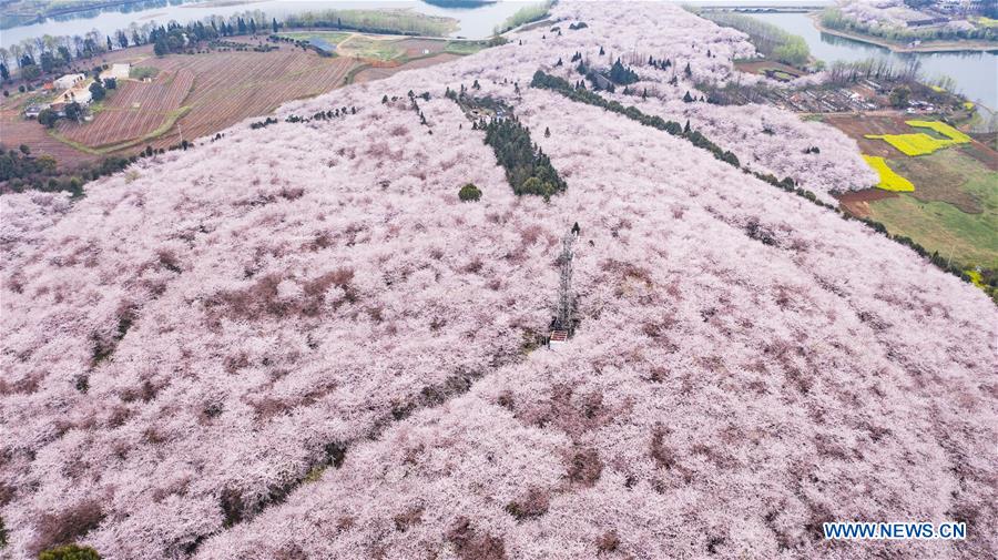 CHINA-GUIZHOU-GUIAN-CHERRY BLOSSOMS (CN)