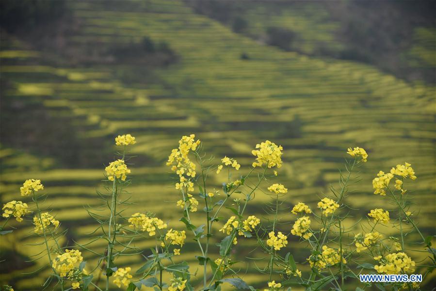 #CHINA-SPRING-SCENERY(CN)