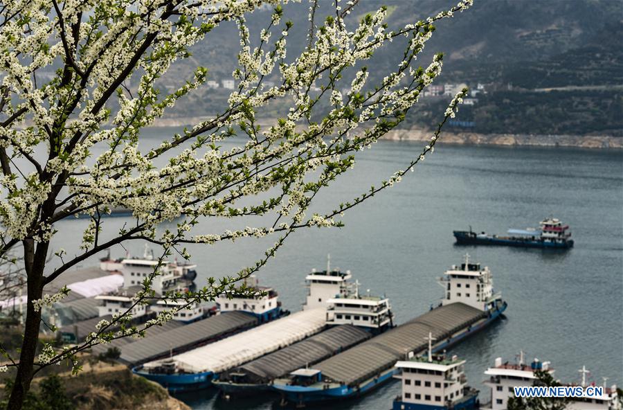 #CHINA-HUBEI-YICHANG-THREE GORGES-SPRING SCENERY (CN)