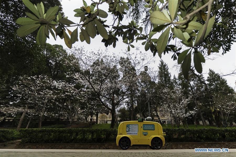 CHINA-HUBEI-WUHAN UNIVERSITY-CHERRY BLOSSOMS (CN)