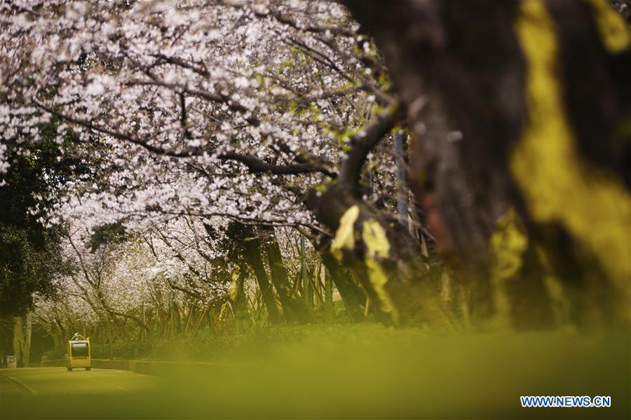 CHINA-HUBEI-WUHAN UNIVERSITY-CHERRY BLOSSOMS (CN)