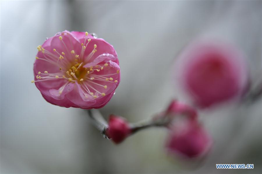 #CHINA-WINTER-PLUM BLOSSOM (CN)