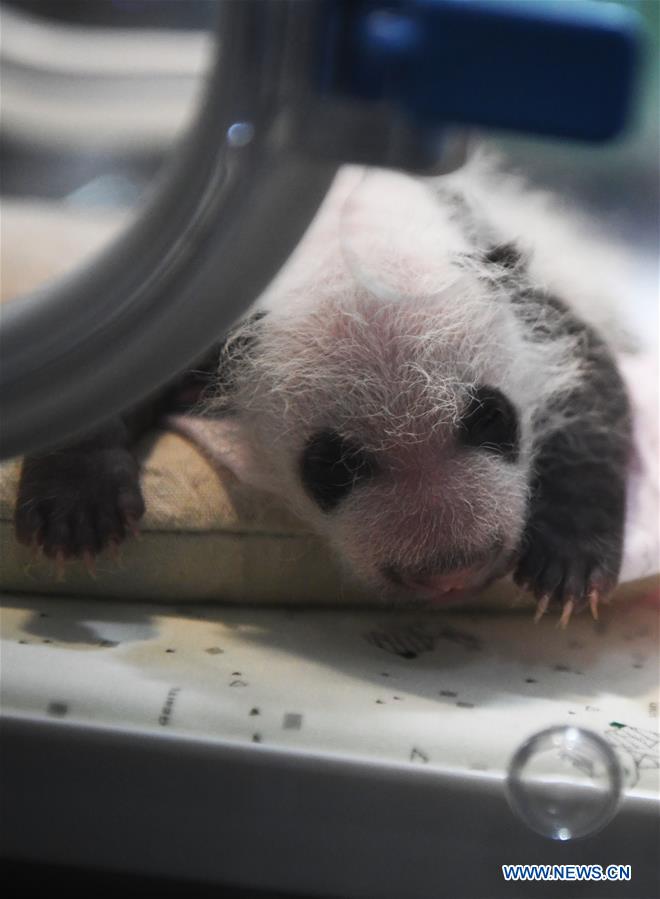 CHINA-CHONGQING-PANDA CUBS (CN)