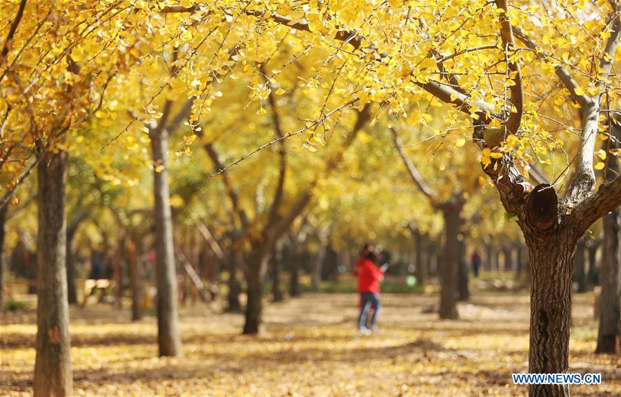 #CHINA-AUTUMN-SCENERY (CN)