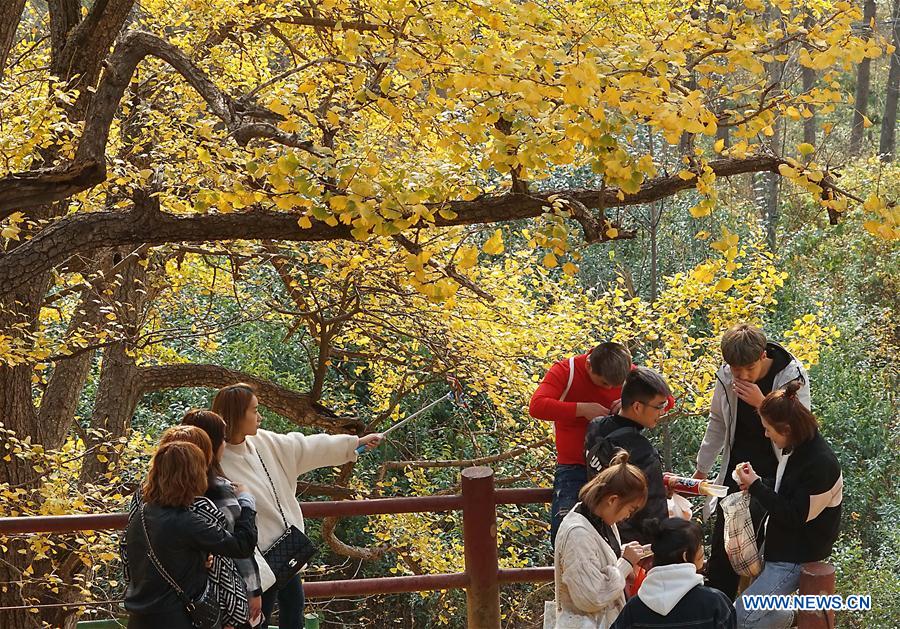 CHINA-HENAN-VILLAGE-AUTUMN SCENERY (CN)