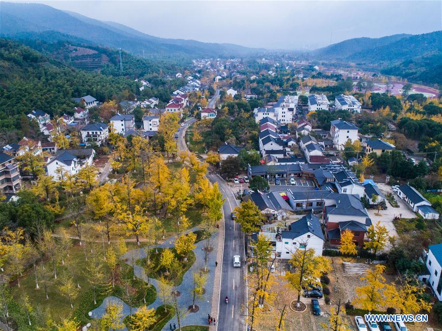 CHINA-ZHEJIANG-CHANGXING-GINKGO-SCENERY (CN) 