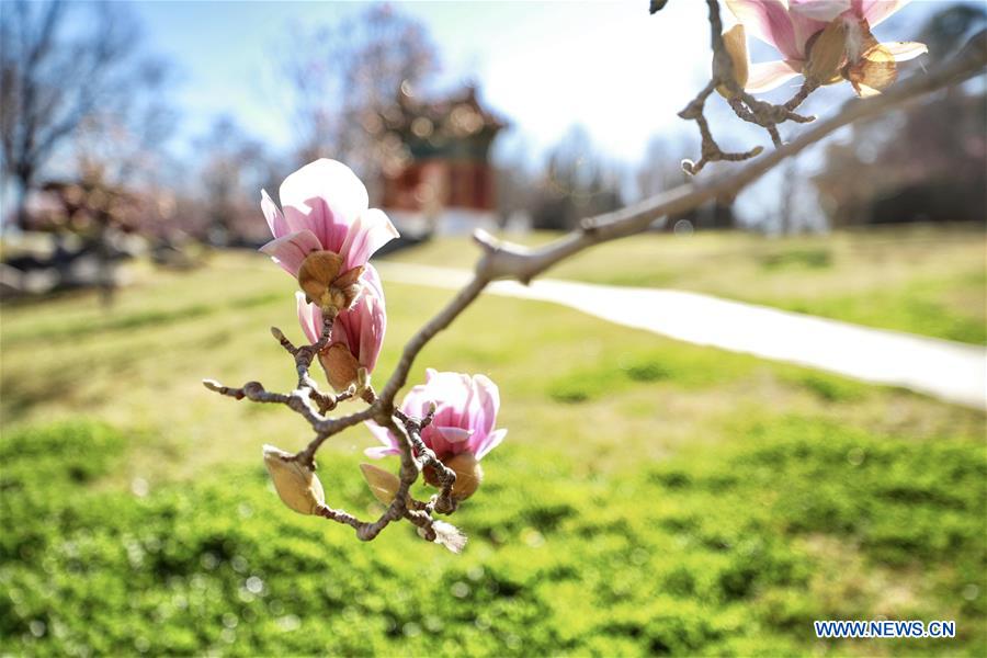 AUSTRALIA-CANBERRA-BEIJING GARDEN-SPRING