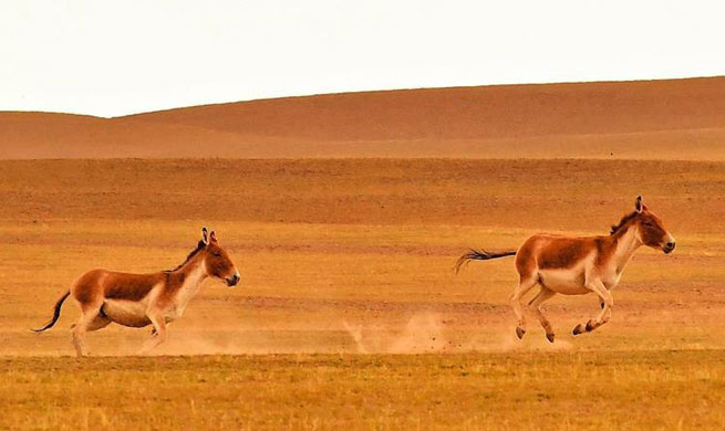 China ups fight against wildlife crime with tech partnership