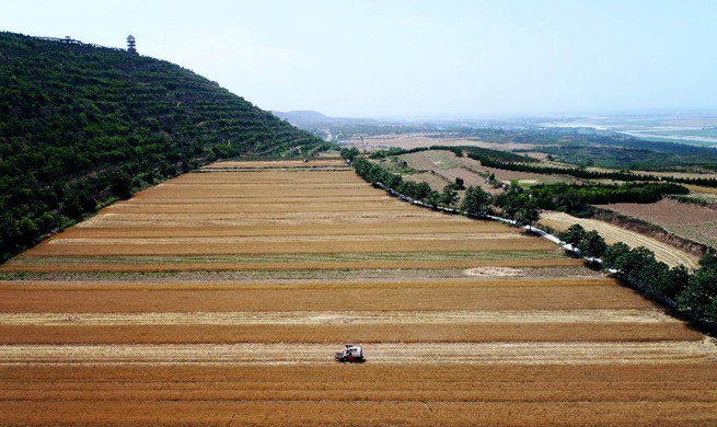 Farmers harvest wheat in NW China's Shaanxi