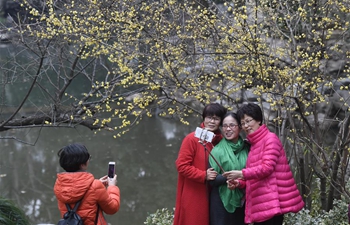 Plum blossoms in Hangzhou, E China's Zhejiang