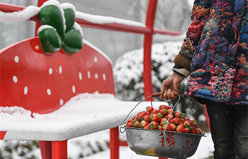 Strawberry plantation draw tourists in east China's Zhejiang