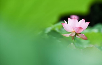 Scenery of lotus flowers in Hefei, E China's Anhui