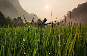 Farmers work across China on Dashu, hottest day of summer