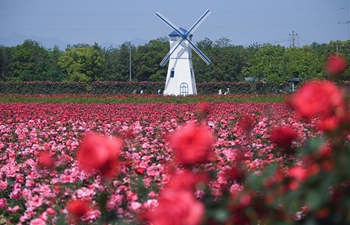 Rose garden attracts numerous visitors during blossom season