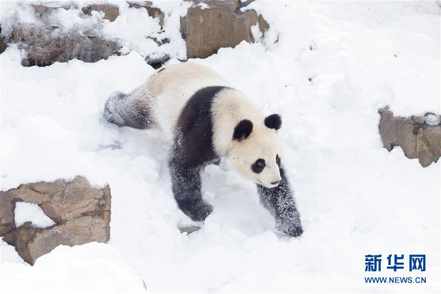 #（環(huán)境）（2）熊貓“戲”雪