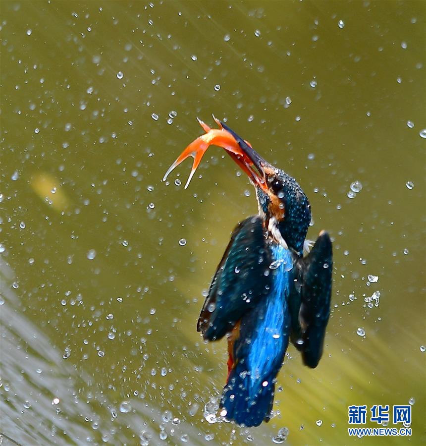 （新華網(wǎng)）（1）翠鳥捕魚