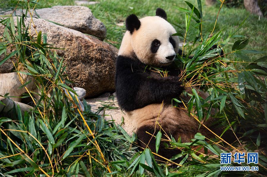 （社會(huì)）（4）澳門(mén)大熊貓“健健”“康康”迎來(lái)2周歲生日