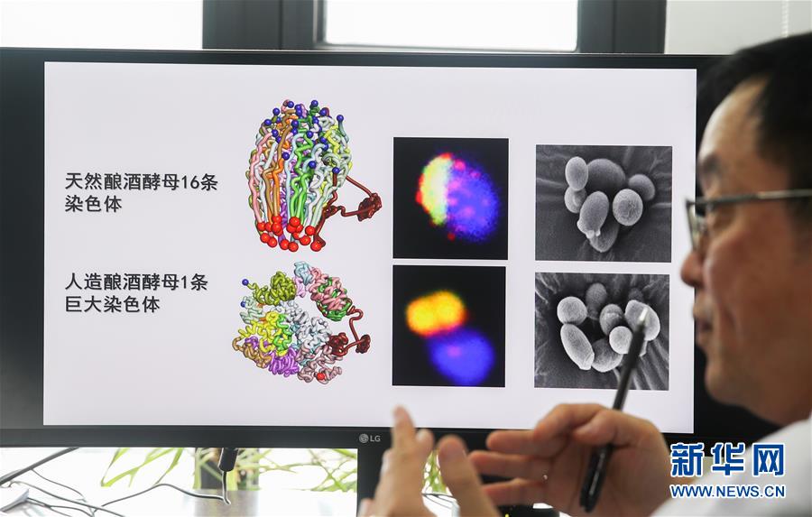 （新華全媒頭條·圖文互動(dòng)）（3）人造單條染色體真核細(xì)胞問世　我國開啟合成生物學(xué)研究新時(shí)代