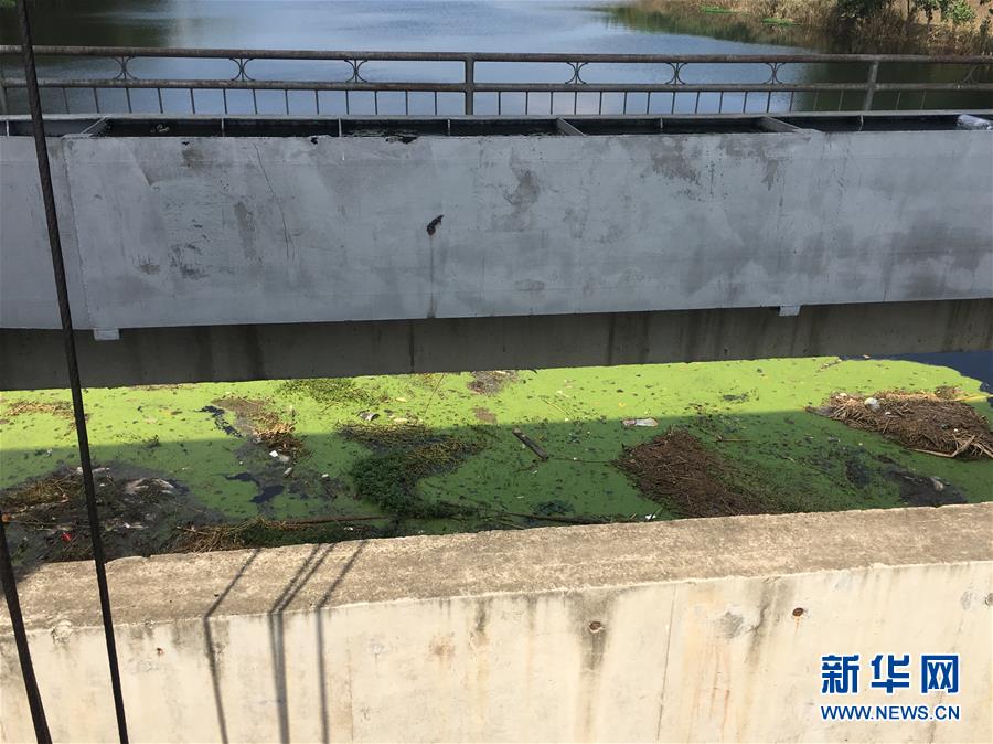 （新華視點·圖文互動）（2）上游洪水來襲下游魚蟹死亡，泄洪為何變泄污？