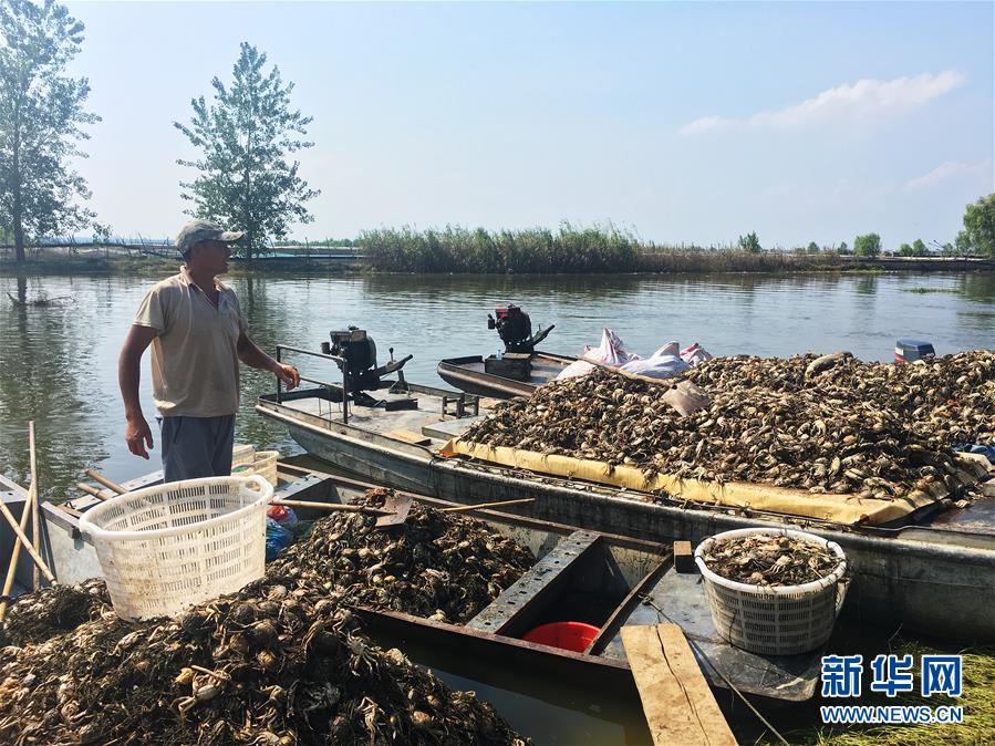 （新華視點·圖文互動）（1）上游洪水來襲下游魚蟹死亡，泄洪為何變泄污？