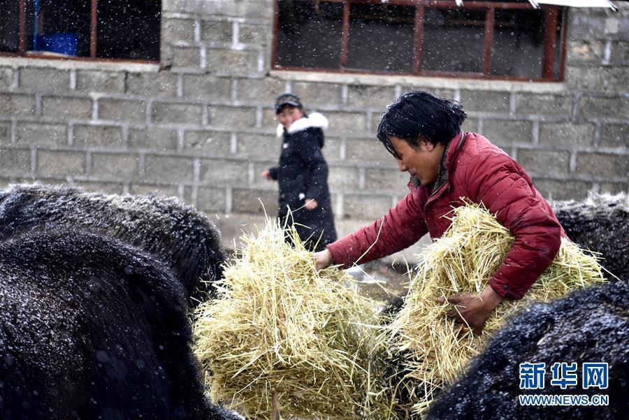 （新華全媒頭條·圖文互動）（6）風雪中傳遞溫暖的力量——記青海干部群眾抗擊玉樹雪災