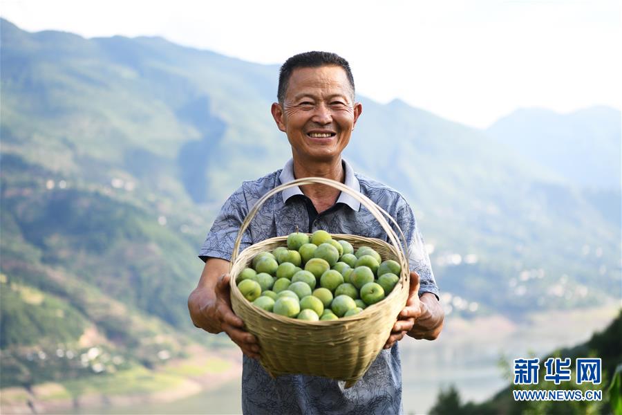 （在習(xí)近平新時(shí)代中國(guó)特色社會(huì)主義思想指引下——新時(shí)代新作為新篇章）（10）重慶巫山：“生態(tài)寶貝”變身“搖錢(qián)樹(shù)”