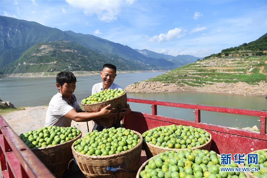 （在習(xí)近平新時(shí)代中國(guó)特色社會(huì)主義思想指引下——新時(shí)代新作為新篇章）（11）重慶巫山：“生態(tài)寶貝”變身“搖錢樹”