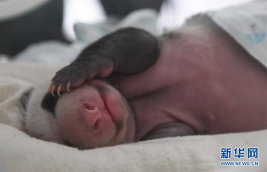 （圖文互動(dòng)）（1）重慶動(dòng)物園兩只大熊貓同日誕下雙胞胎