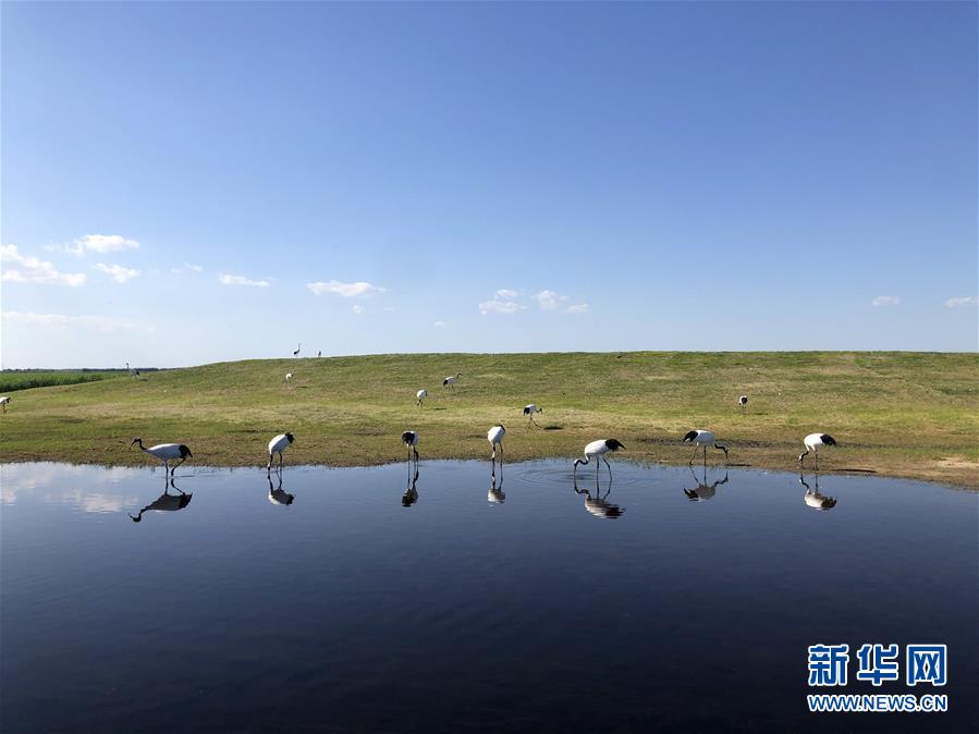 （在習(xí)近平新時(shí)代中國特色社會(huì)主義思想指引下——新時(shí)代新作為新篇章·圖文互動(dòng)）（1）從“人鳥爭食” 到“人鶴和諧”——濕地生態(tài)保護(hù)的“扎龍?zhí)剿?rdquo;