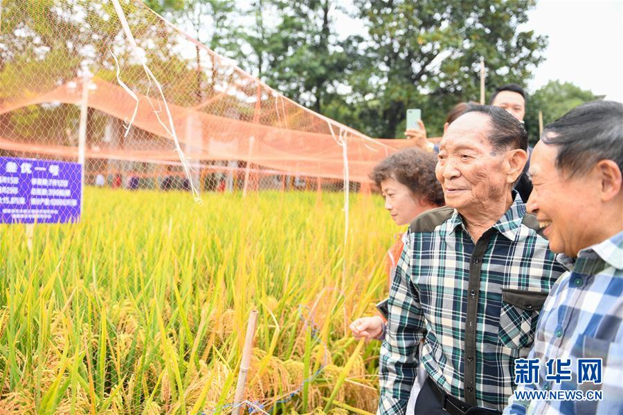 （圖文互動）（4）1046.3公斤！袁隆平第三代雜交水稻首次公開測產(chǎn)