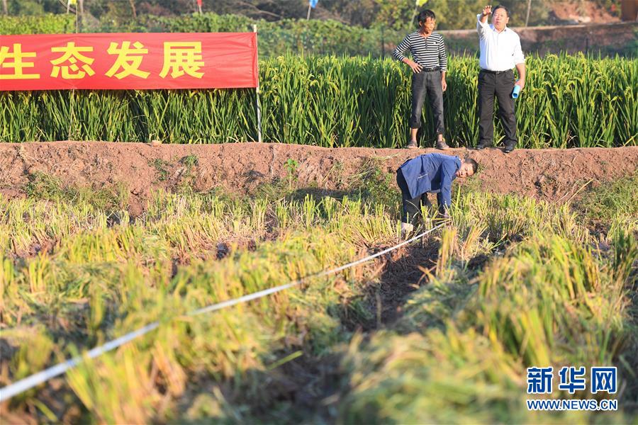 （圖文互動）（6）1046.3公斤！袁隆平第三代雜交水稻首次公開測產(chǎn)