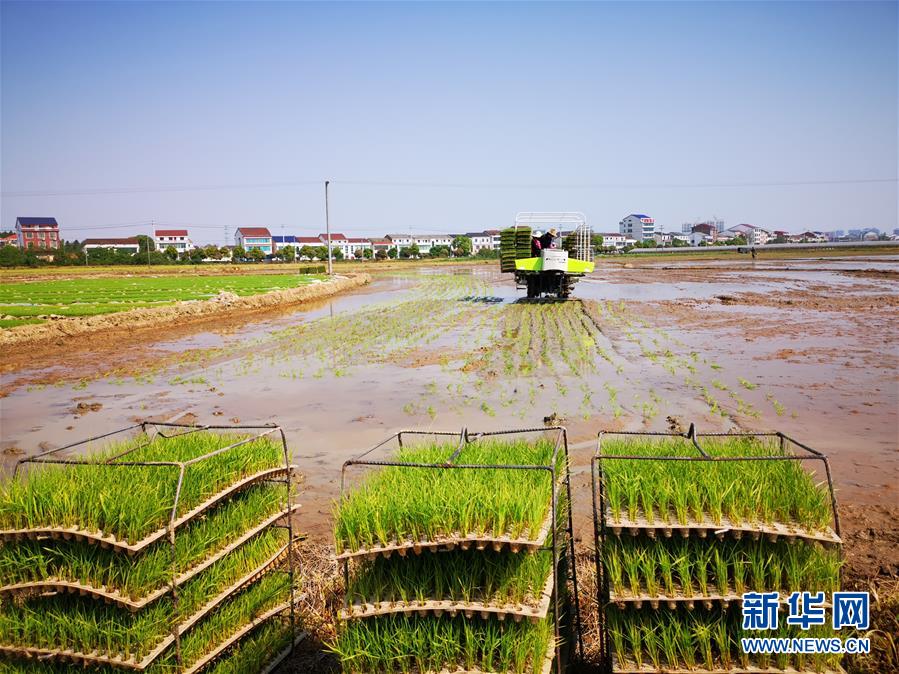 （聚焦農(nóng)業(yè)復(fù)工復(fù)產(chǎn)·圖文互動）（2）發(fā)力“單改雙” ——水稻大省湖南的雙季稻攻堅戰(zhàn)