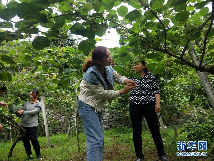 （新華全媒頭條·圖文互動）（10）初夏，循著總書記的腳步探訪產(chǎn)業(yè)扶貧新事