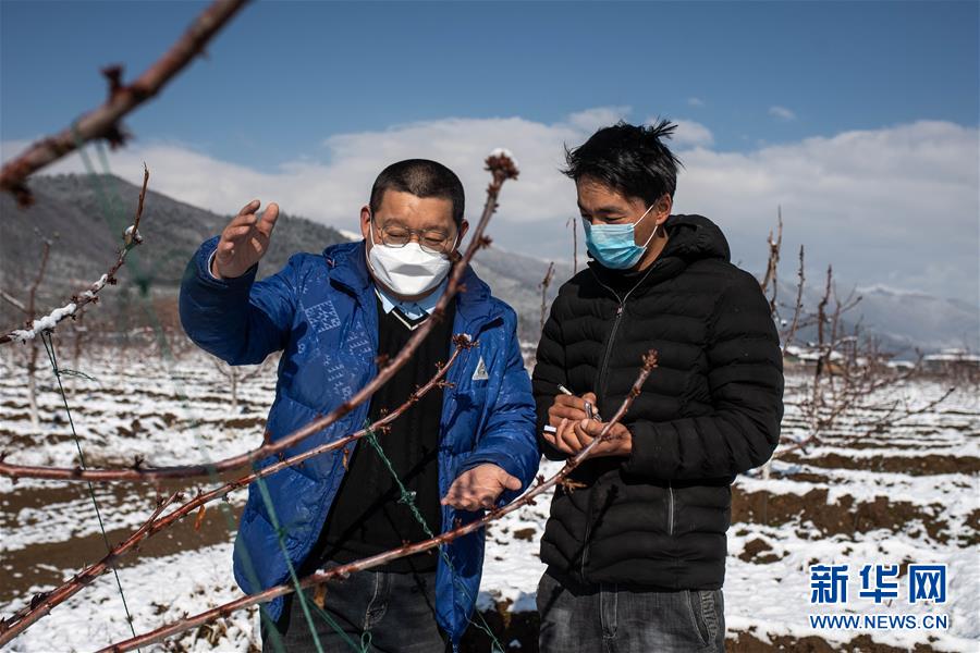 （決戰(zhàn)決勝脫貧攻堅·聚焦三區(qū)三州·圖文互動）（4）拓展新天地——云南迪慶藏區(qū)“新產業(yè)”掠影