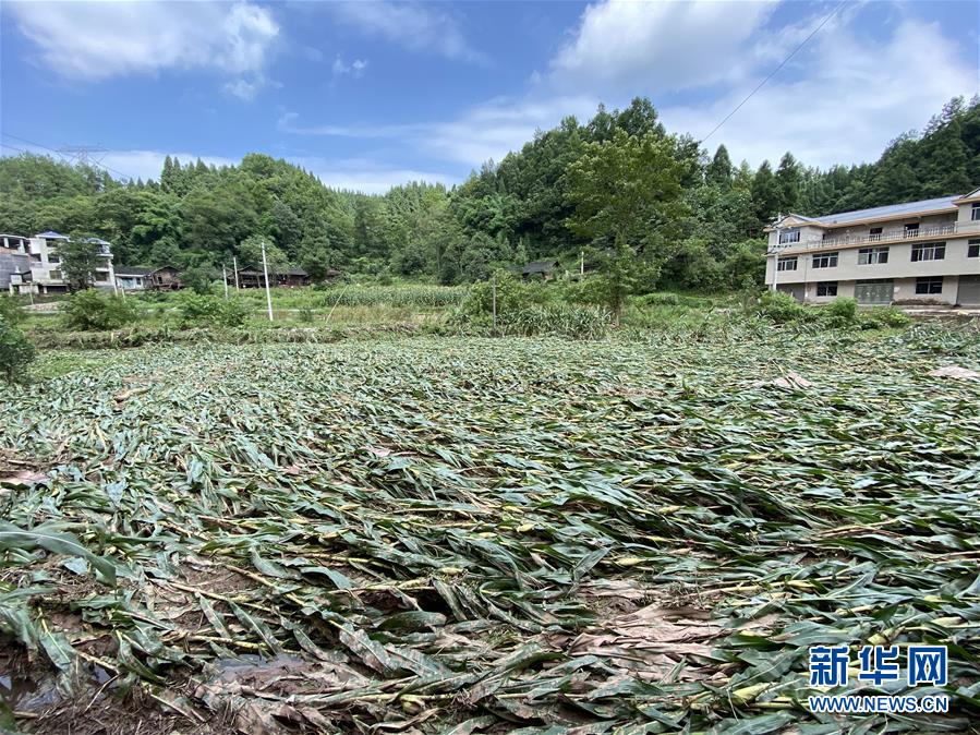 （防汛抗洪·圖文互動）（4）山洪襲來前，澧水河畔大轉(zhuǎn)移