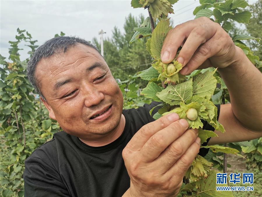 （決戰(zhàn)決勝脫貧攻堅(jiān)·圖文互動(dòng)）（1）榛子樹結(jié)出“扶貧果”