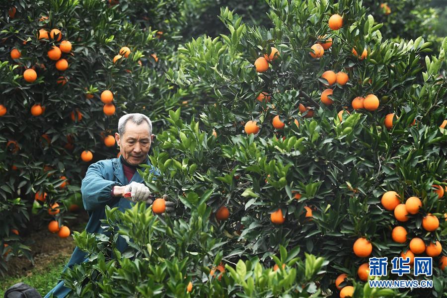 （新華全媒頭條·走向我們的小康生活·圖文互動）（9）大城大鄉(xiāng)的“幸福協(xié)奏曲”——重慶推動高質(zhì)量發(fā)展創(chuàng)造高品質(zhì)生活紀(jì)事