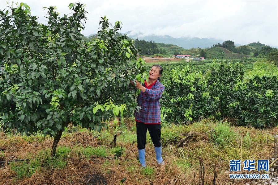 （決戰(zhàn)決勝脫貧攻堅(jiān)·圖文互動(dòng)）（10）同飲一江水 攜手“斬窮根”——深圳對口廣西河池、百色扶貧協(xié)作見聞