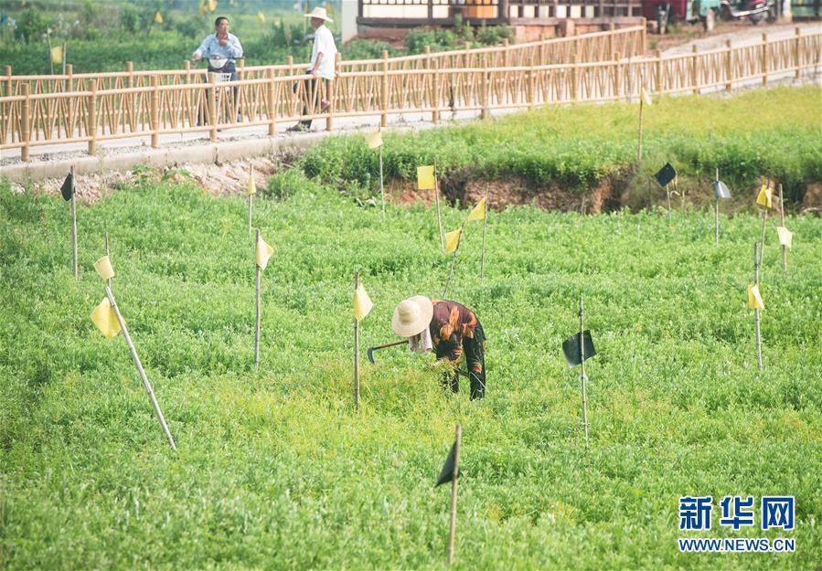 （新華全媒頭條·走向我們的小康生活·圖文互動）（9）特殊之年，荊楚大地書寫不平凡的答卷