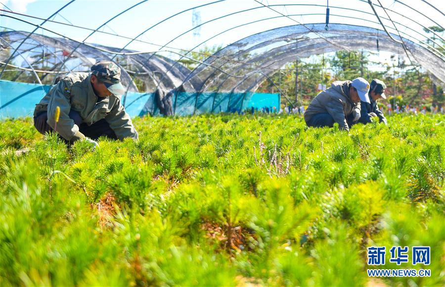 （在習(xí)近平新時代中國特色社會主義思想指引下——新時代新作為新篇章·習(xí)近平總書記關(guān)切事·圖文互動）（8）綠意，在黃沙中鋪展——我國防沙治沙紀(jì)實