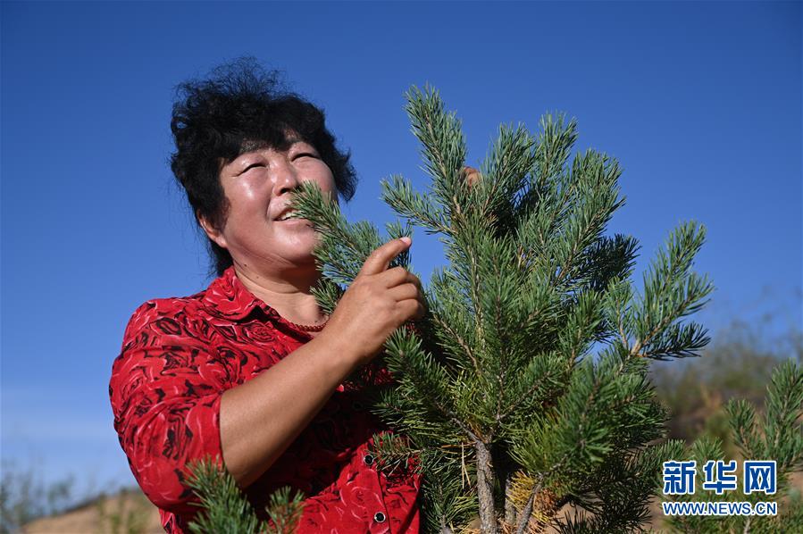 （在習(xí)近平新時代中國特色社會主義思想指引下——新時代新作為新篇章·習(xí)近平總書記關(guān)切事·圖文互動）（5）綠意，在黃沙中鋪展——我國防沙治沙紀(jì)實