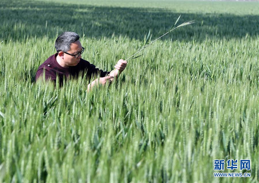 （在習(xí)近平新時(shí)代中國特色社會主義思想指引下——新時(shí)代新作為新篇章·習(xí)近平總書記關(guān)切事·圖文互動）（5）新農(nóng)事、新希望——夏收前田間新動態(tài)掃描