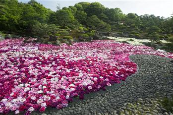 牡丹花滿(mǎn)園