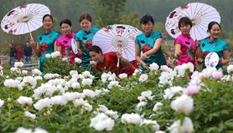 洪澤湖畔牡丹盛開 旗袍達人爭艷“國色天香”